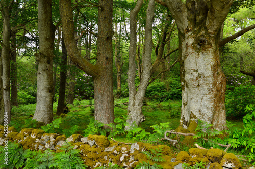 Woodland trees of Benmore Estate at Knock with bracken and Rhododendron on Isle of Mull Inner Hebrides Scotland UK