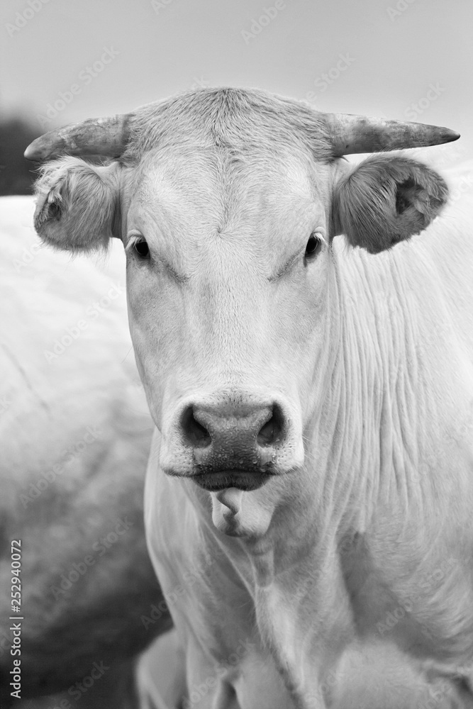 Black and white portrait of a Blonde d'Aquitaine cow Black and white portrait of a Blonde d'Aquitaine cow