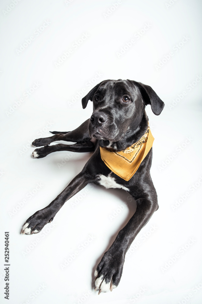Fototapeta premium Adopt a Rescue dog Lab mix