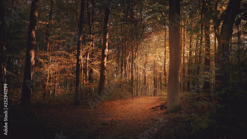 Autumn, Herbst, Wald, Forest, Trees, Bäume, Waldweg