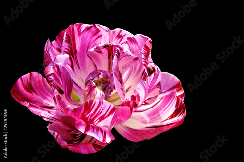 Purple-white double peony tulip flower head isolated on black background