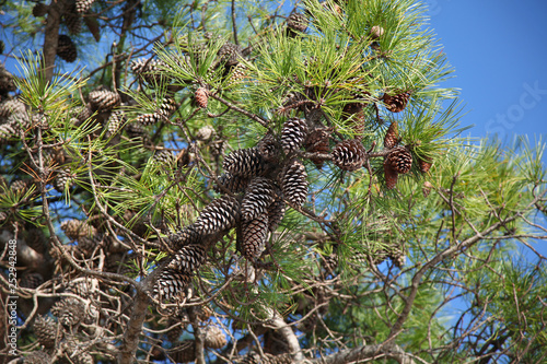 Beautiful branch of mediterranean pine tree with cones