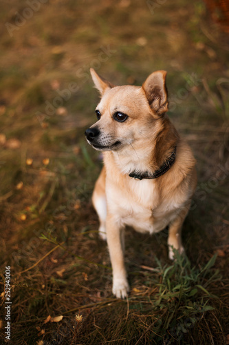  A small dog in nature sits on the grass and looks away © Oksana