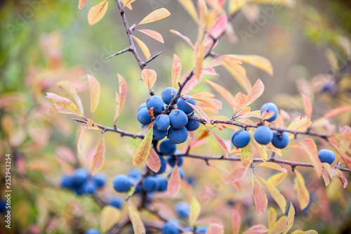 Blackthorn (Prunus spinosa) berries