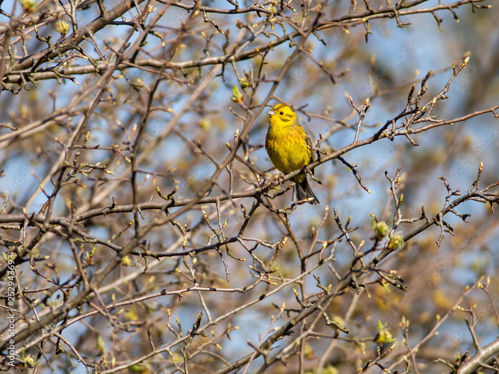 Yellowhammer perching on a branch in the riverine forest near Danube, Slovakia Yellowhammer perching on a branch in the riverine forest near Danube, Slovakia