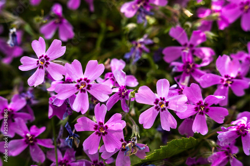 Blooming pink phloxes (Phlox subulata)