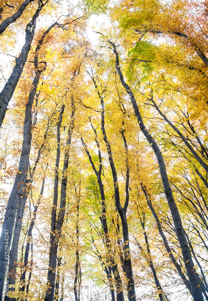 Fototapeta premium Yellow trees against the sky