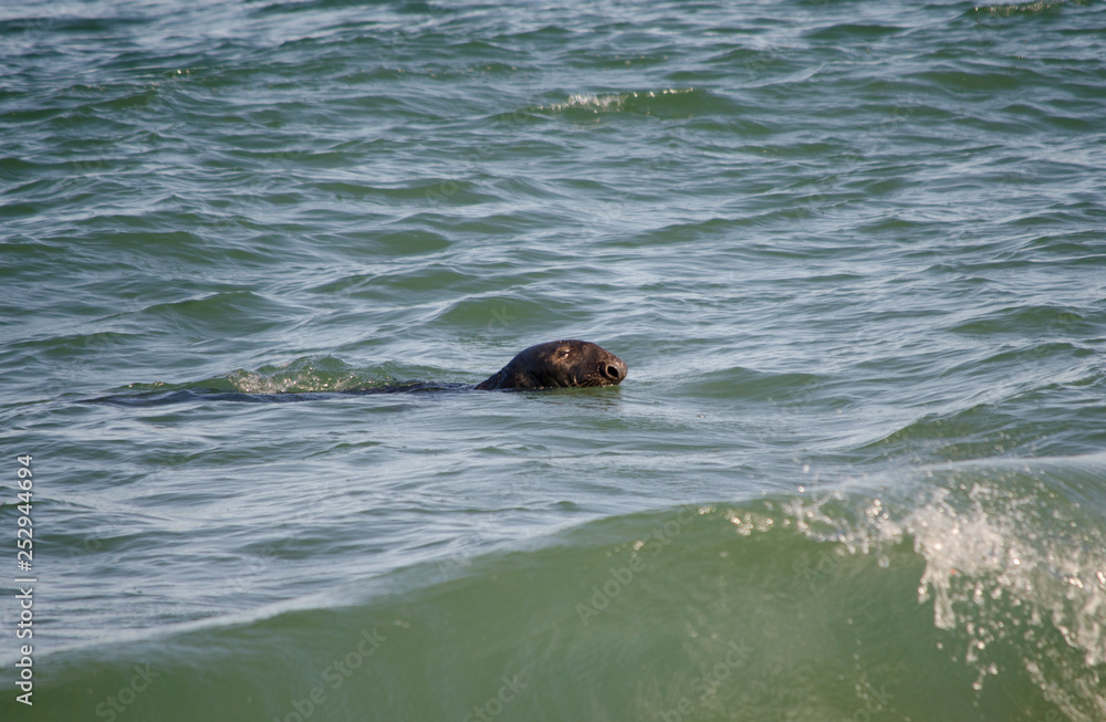 Fototapeta premium Grey Seal Swimming
