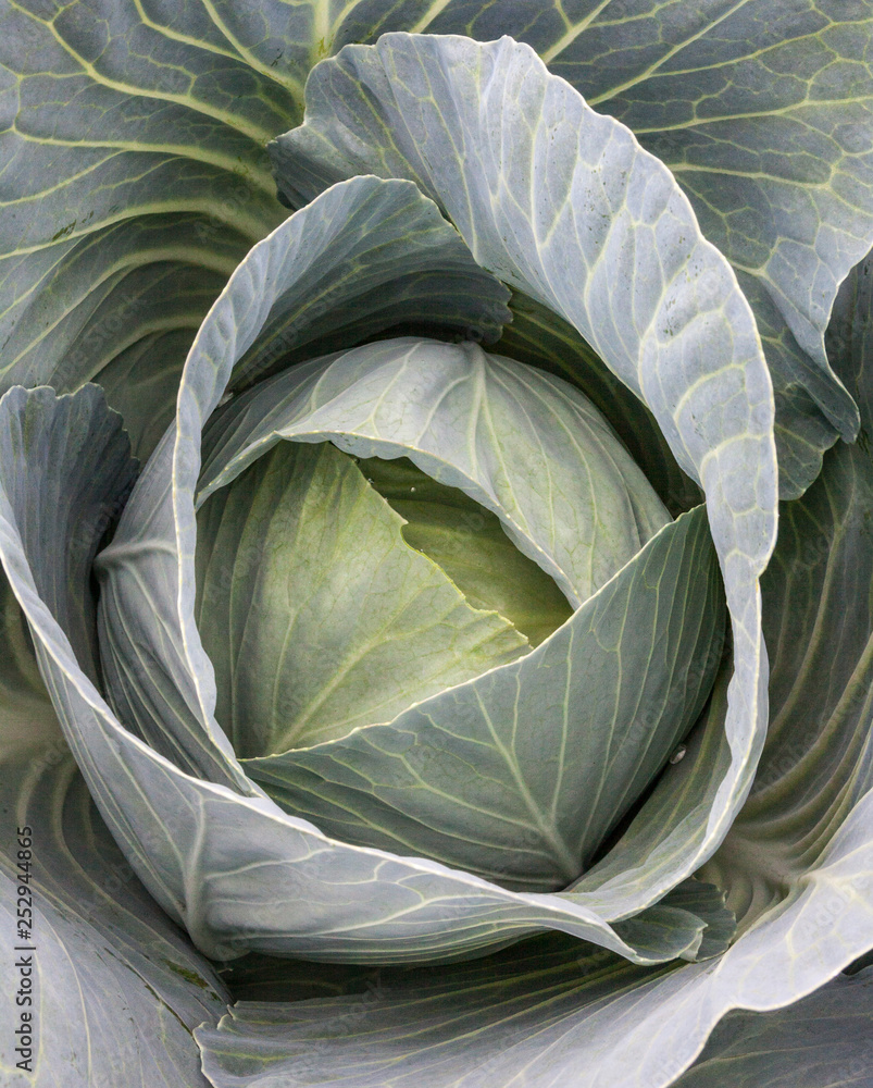 Fototapeta premium Fresh cabbage head. Close-up.