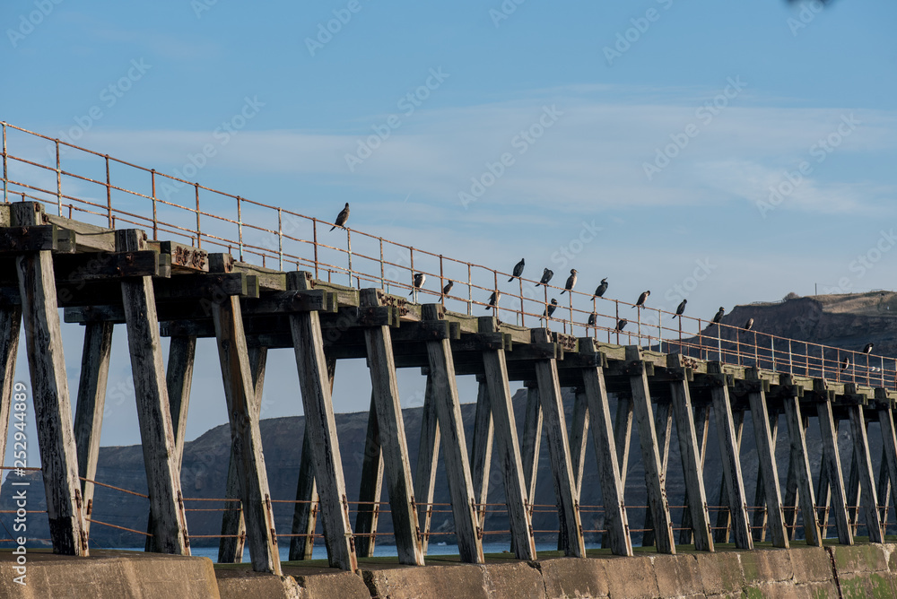 Cormorants, Whitby harbour