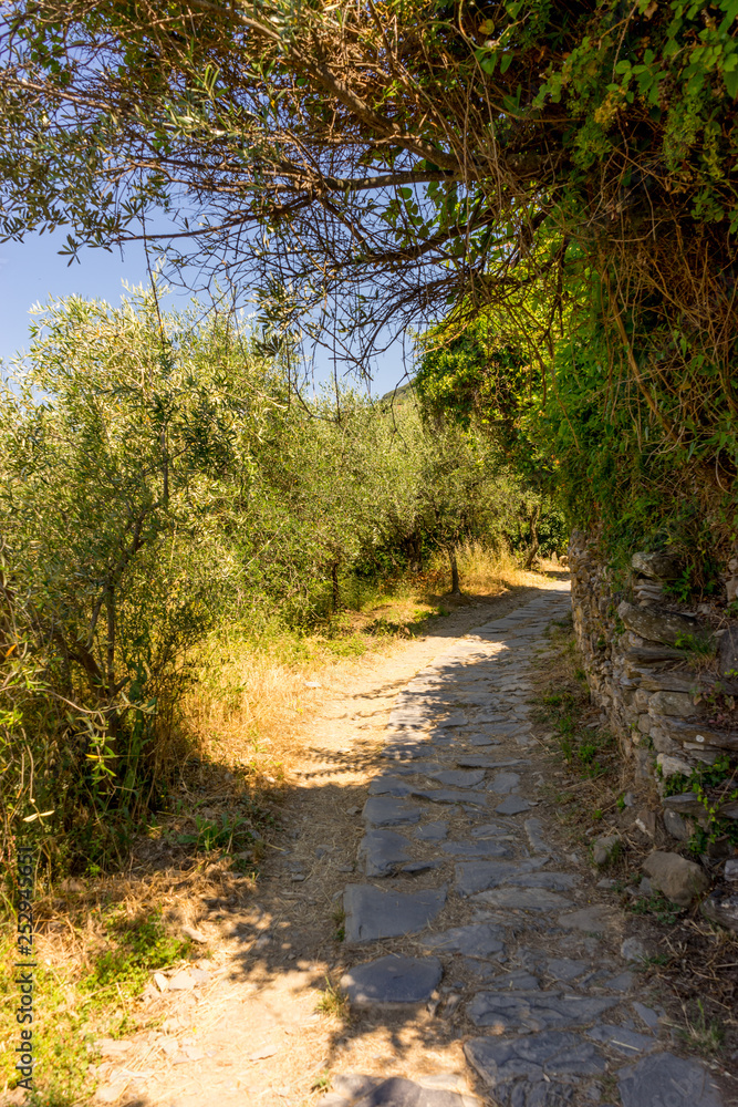 Italy, Cinque Terre, Corniglia, a path with trees on the side of a river Italy, Cinque Terre, Corniglia, a path with trees on the side of a river