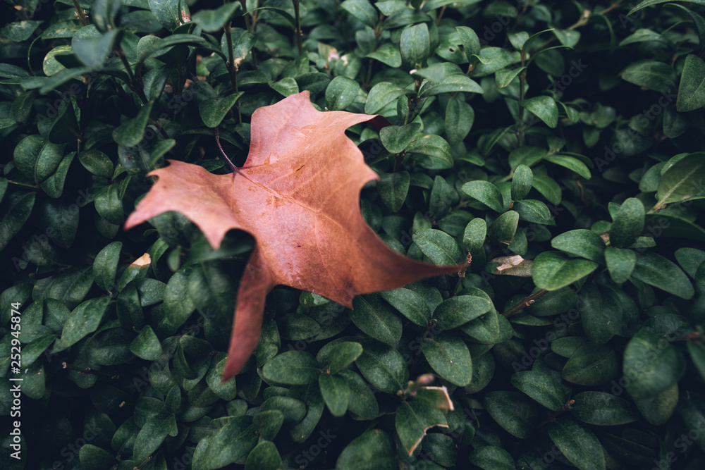 Dry, brown big leaf over green, young live bush leaves Dry, brown big leaf over green, young live bush leaves