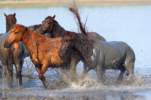 Photos Wild Russian Don horses on river Manych. Splashing in the water.