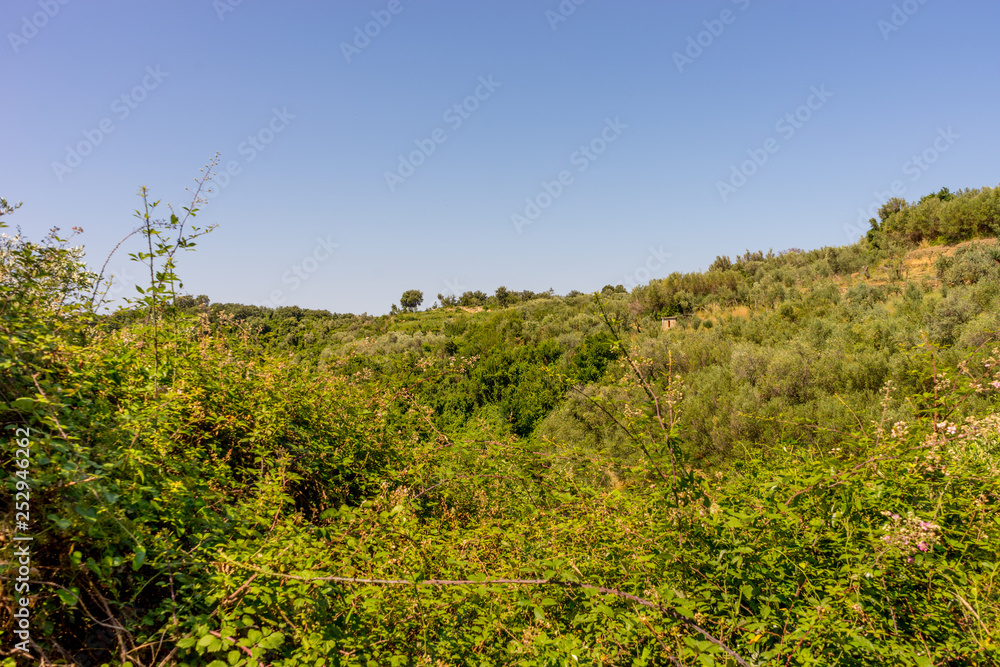 Italy, Cinque Terre, Corniglia, a tree in a forest Italy, Cinque Terre, Corniglia, a tree in a forest