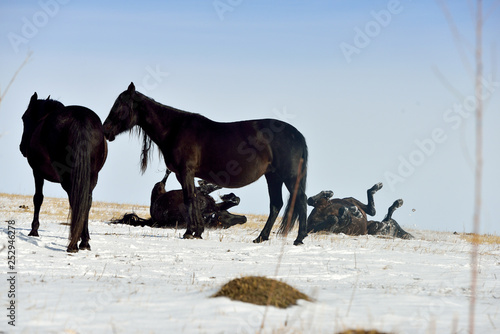Karachay horses rolling in the herd in snowy pasture. Horizontal.