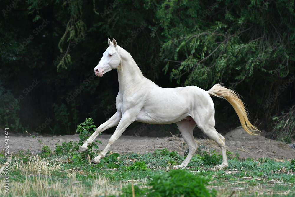 Cremello Akhal Teke stallion running in gallop through the field near woods. Horizontal, side view, in motion.