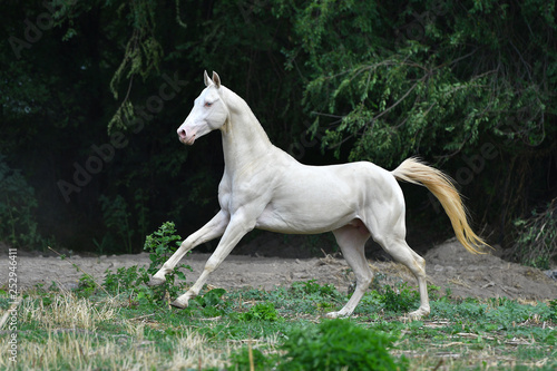 Cremello Akhal Teke stallion running in gallop through the field near woods. Horizontal  side view  in motion.