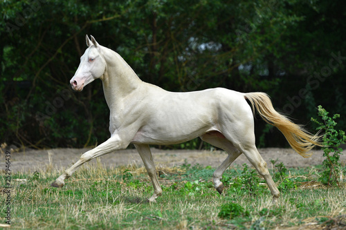 Cremello Akhal Teke stallion running in trot through the field near woods. Horizontal  side view  in motion.