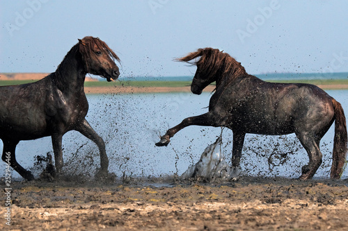 Wild Russian Don horses on river Manych. Stallions fighting.