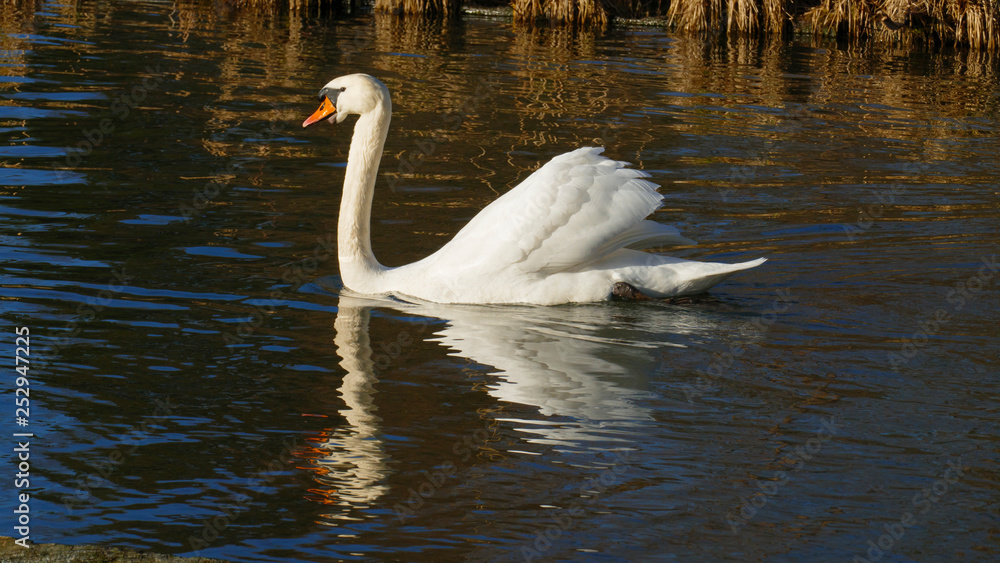 weißer Schwan, schwimmt auf einem See, und wärmt sich in der sonne weißer Schwan, schwimmt auf einem See, und wärmt sich in der sonne