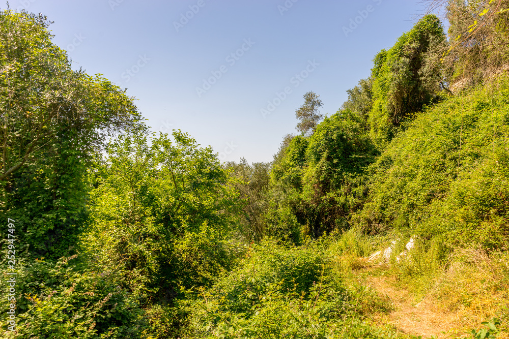Italy, Cinque Terre, Corniglia, LOW ANGLE VIEW OF TREES AGAINST SKY