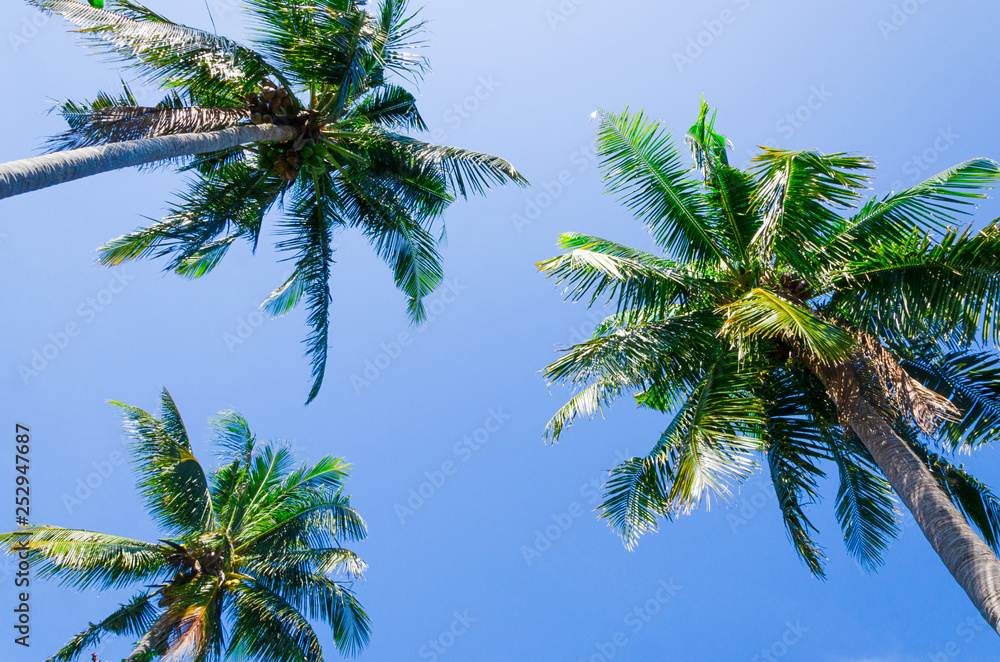 Naklejka premium tre palme cielo azzurro