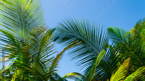 palme oceano spiaggia 
