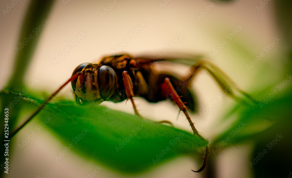 Naklejka premium wasp on flower