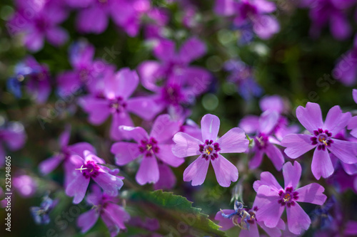 Blooming pink phloxes (Phlox subulata)