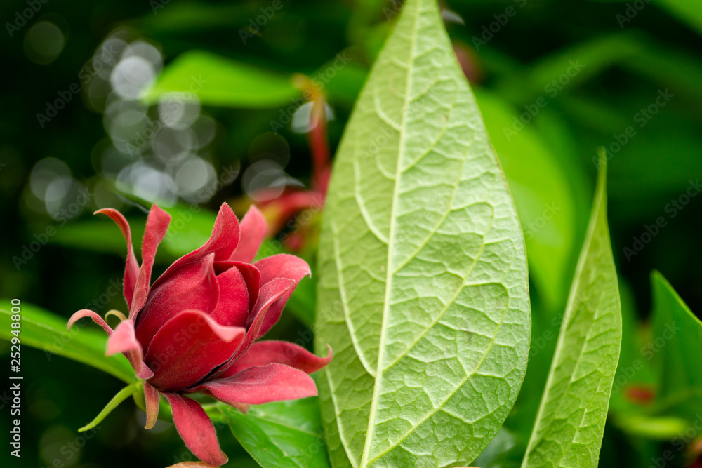red flowering bush in germany