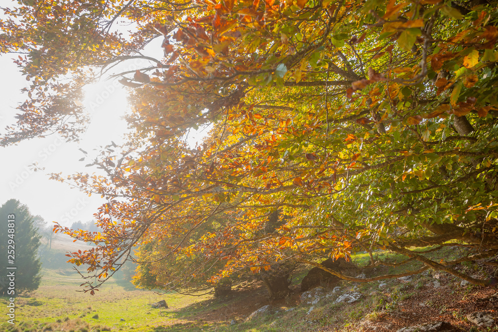 Trees in autumn season background. Autumn lansdscape Trees in autumn season background. Autumn lansdscape