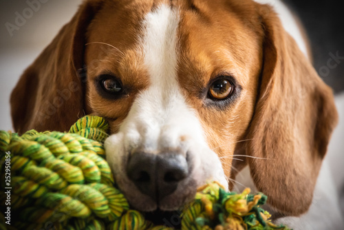 Photo Beagle dog biting and chewing on rope knot toy