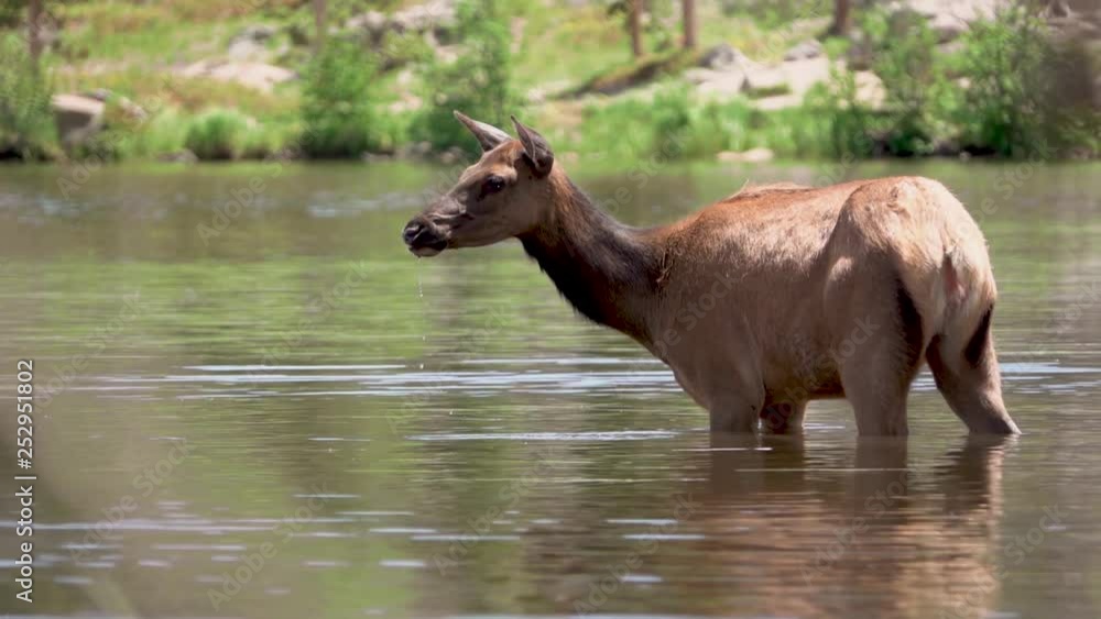 Wild Colorado Elk Walking Through a Mountain Lake 06 Wild Colorado Elk Walking Through a Mountain Lake 06