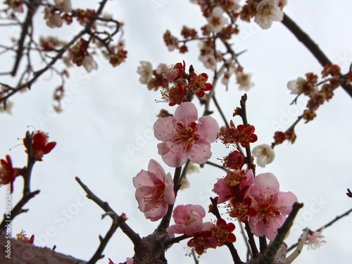 Apricot Blooming in Spring, Haeundae, Busan, South Korea, Asia photo