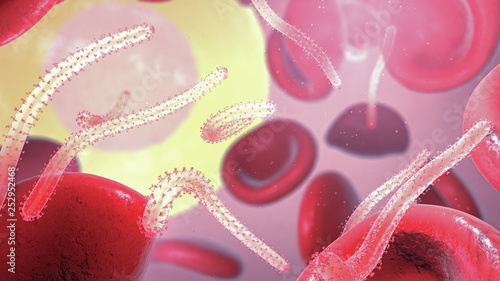3d illustration of Ebola virus, causing viral hemorrhagic fever in the bloodstream with red and white blood cells photo