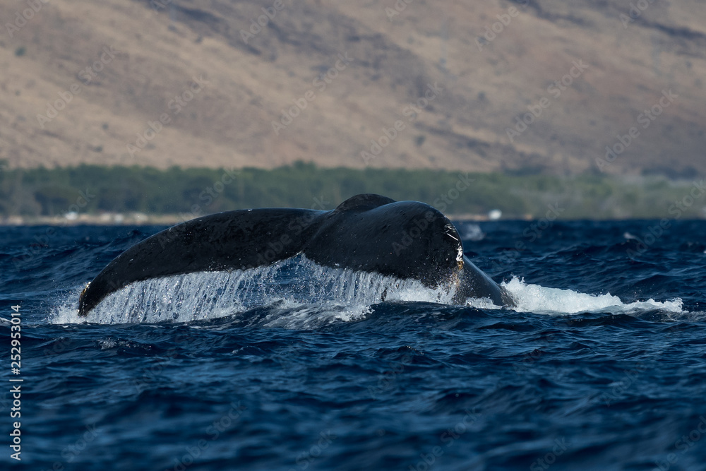 Fototapeta premium Humpback whale tail fluke.