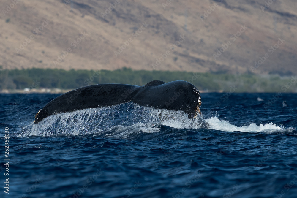 Fototapeta premium Humpback whale tail fluke.