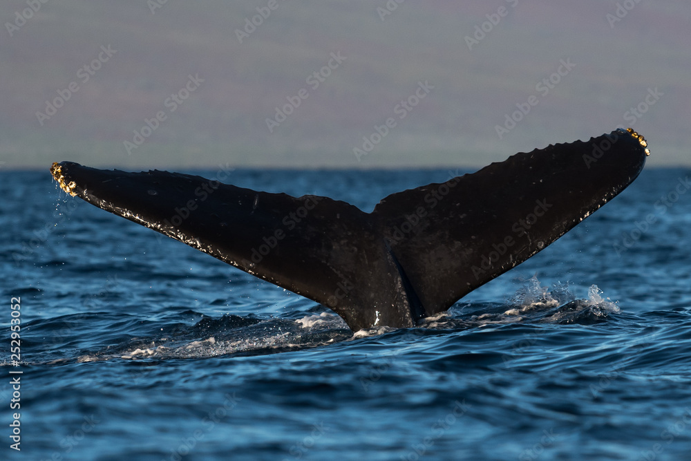 Fototapeta premium Humpback whale tail fluke.