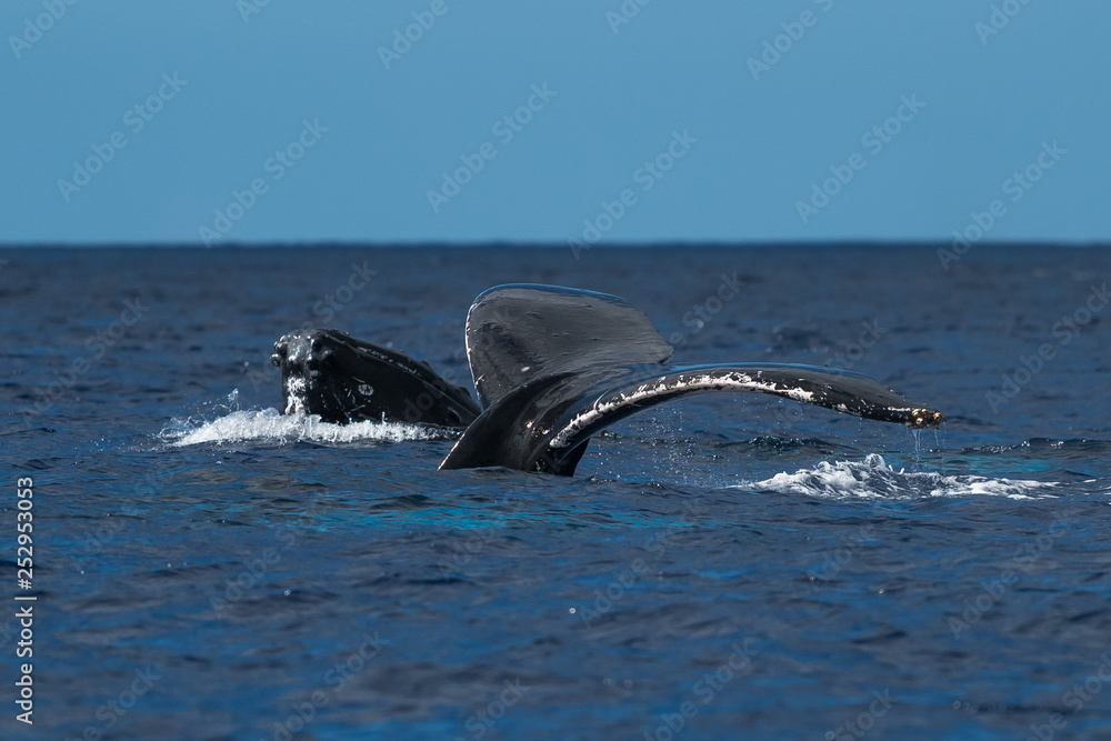 Fototapeta premium Humpback whales spyhopping and tail fluke together.
