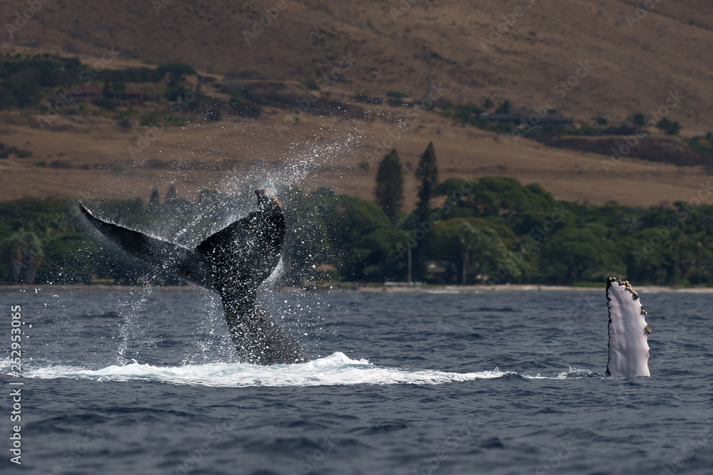 Fototapeta premium Humpback whale peduncle throw.
