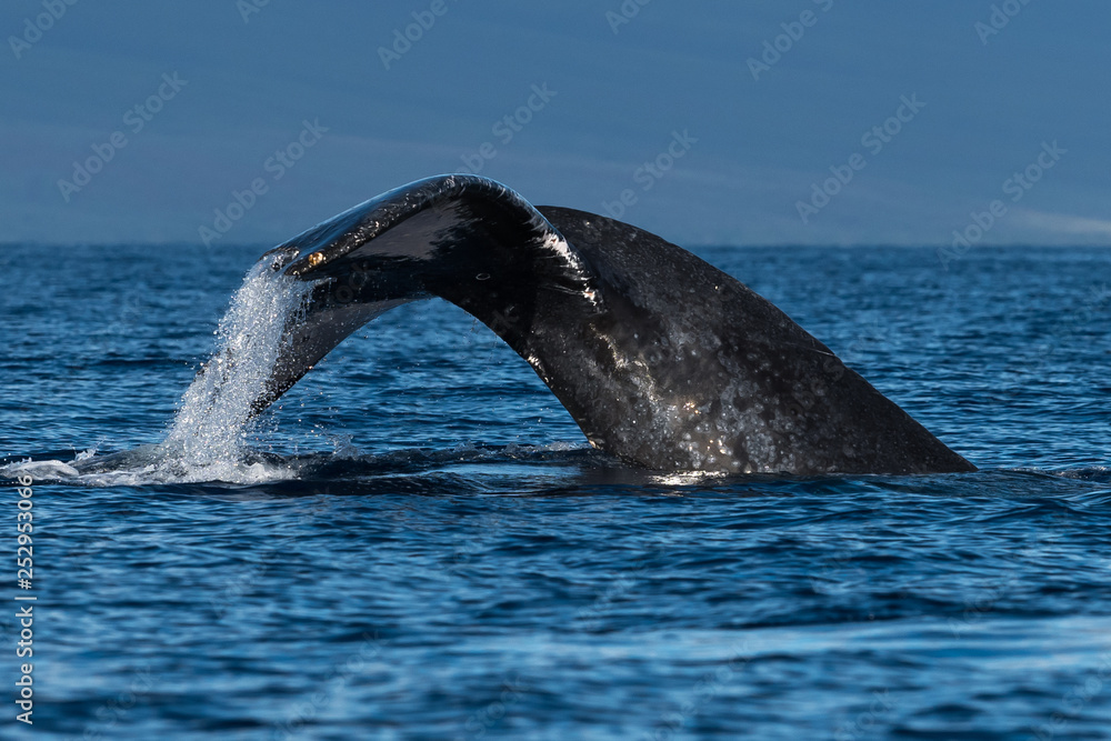 Obraz premium Humpback whale tail fluke.