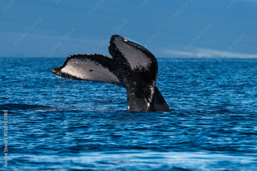 Fototapeta premium Humpback whale tail fluke.