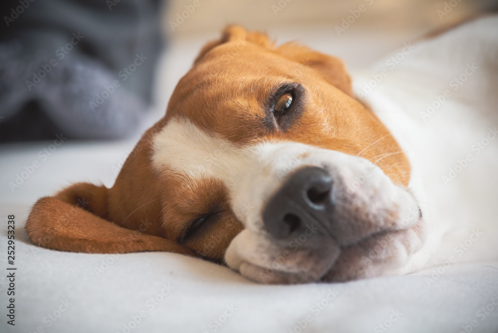Obraz premium Beagle dog tired lie on couch and resting