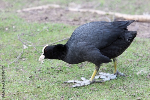 Obraz na płótnie Eurasian coot (Fulica atra) on a meadow