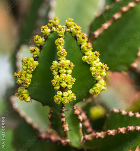 Fotografie Close view of Transvaal candelabra tree, or bushveld candelabra euphorbia