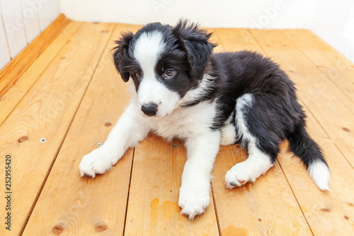 Funny studio portrait of cute smilling puppy dog border collie on white background. New lovely member of family little dog at home gazing and waiting. Pet care and animals concept © Юлия Завалишина