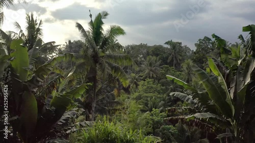 Wallpaper Mural Swimming pool on background of green jungle and cloudy sky with breaking sunlight outdoors Torontodigital.ca