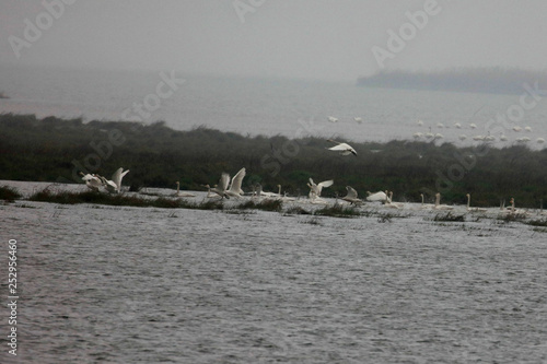  Migratory bird swans wintering in this inner lake, dongting lake photo