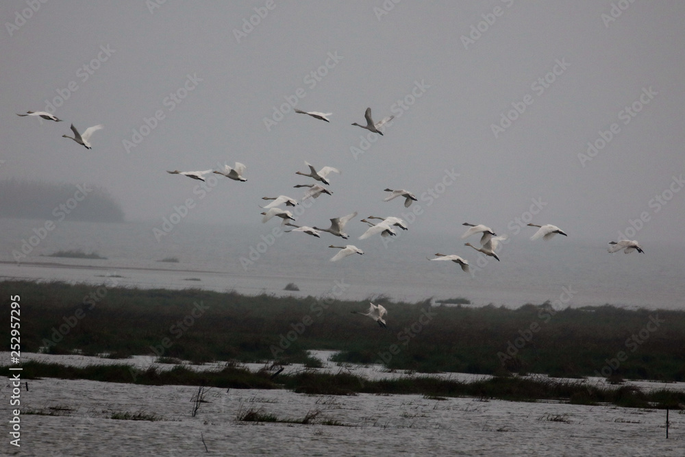  Migratory bird swans wintering in this inner lake, dongting lake