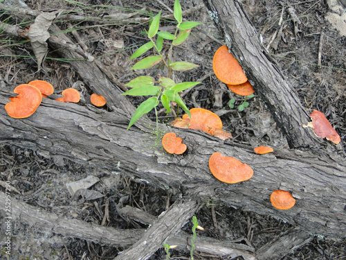 fungus growing on tree trunk photo